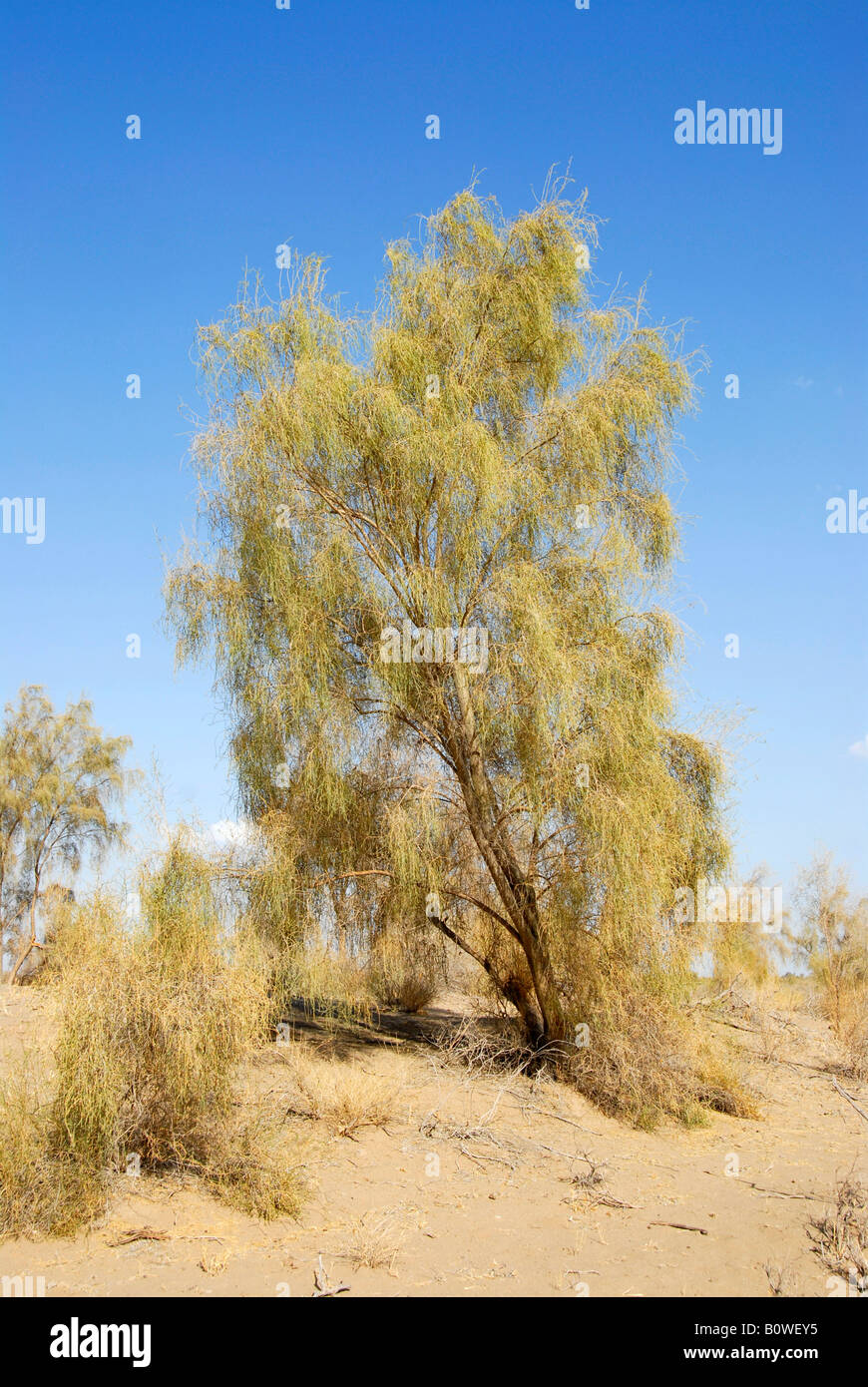 Saxaul, Sacsaoul or Saksaul (Haloxylon ammodendron) bush, Kisil Kum Desert, Uzbekistan, Central Asia Stock Photo