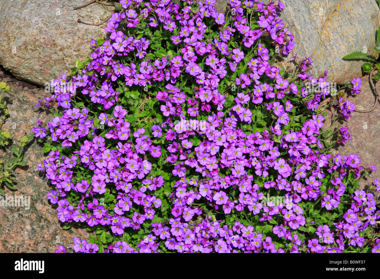 Large-flowered Aubrieta, Rock Cress or Rockcress (Aubrieta x cultorum), flowering, in bloom Stock Photo