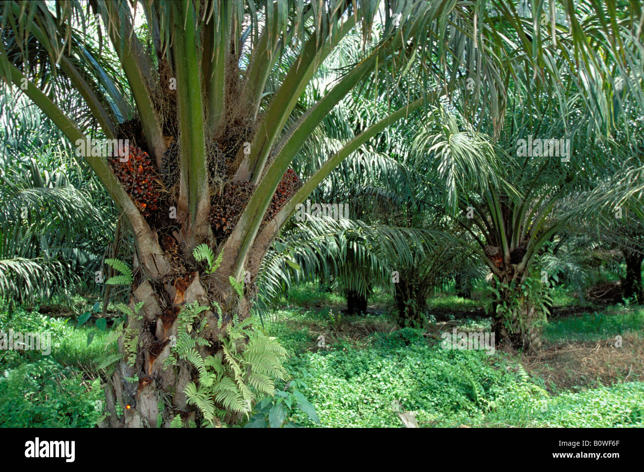 African Oil Palm (Elaeis guineensis) bearing fruit, inflorescence, Borneo, Southeast Asia Stock Photo