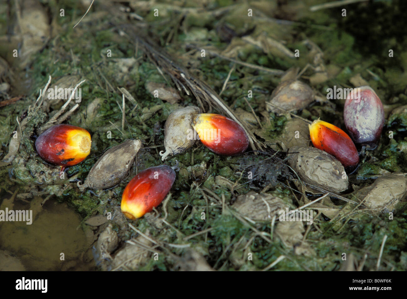 African Oil Palm (Elaeis guineensis) fruit, Borneo, Southeast Asia Stock Photo