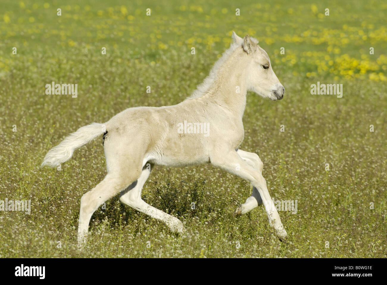 Icelandic horse foal - galloping on meadow Stock Photo
