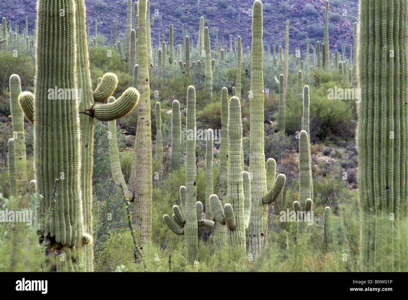 saguaro Carnegia gigantea cactus desert deserto di Sonora Sonora Arizona  USA Saguaro National Park Tucson Stock Photo - Alamy