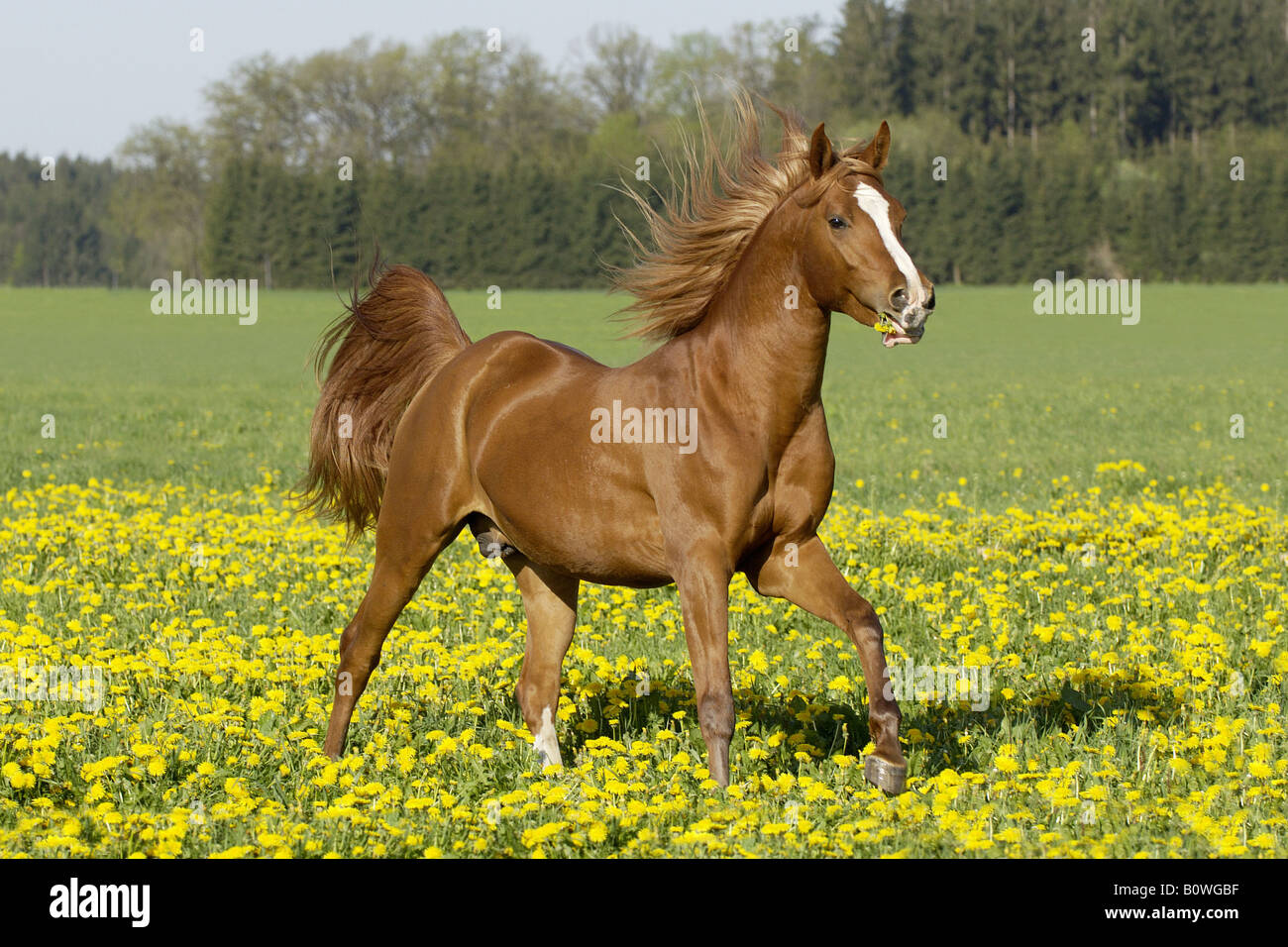 Arabian horse stallion - galloping on meadow Stock Photo