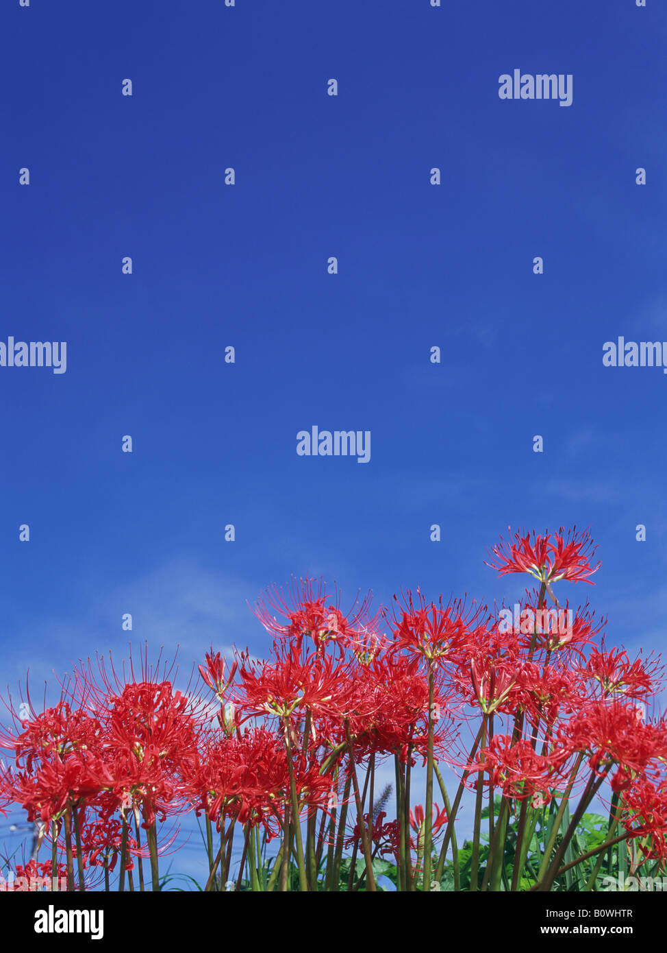 Red spider lily, lycoris radiata Stock Photo Alamy