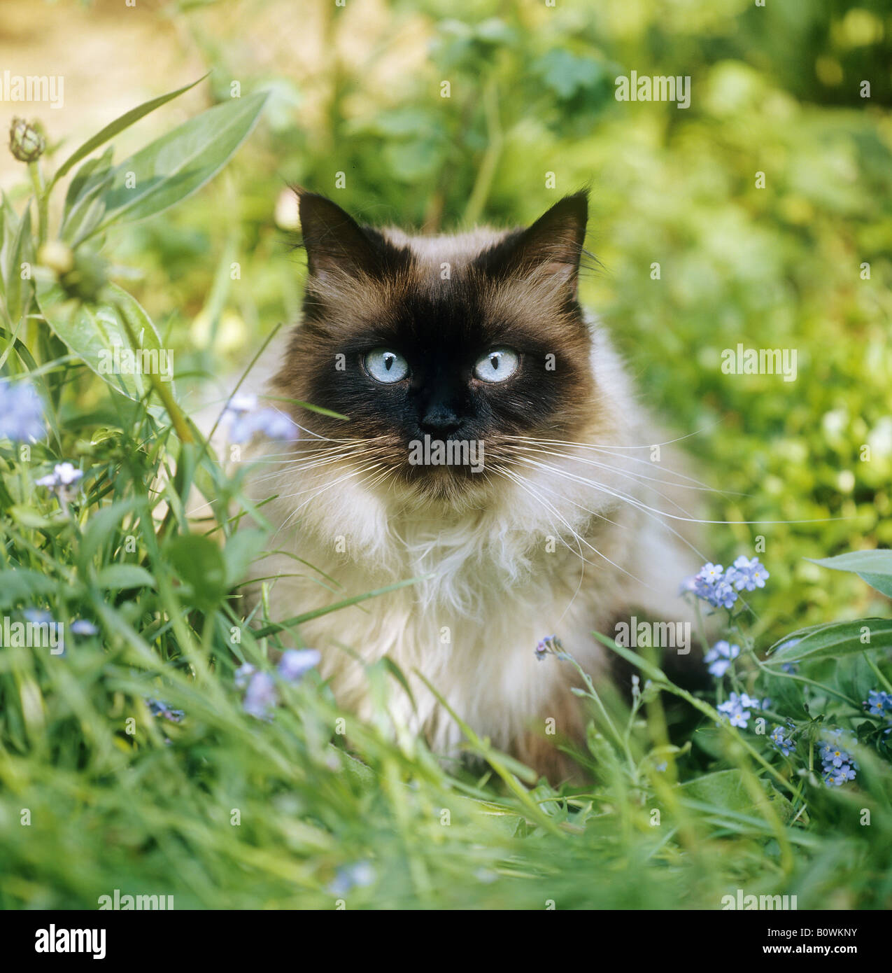 Himalayan cat adult hi-res stock photography and images - Alamy