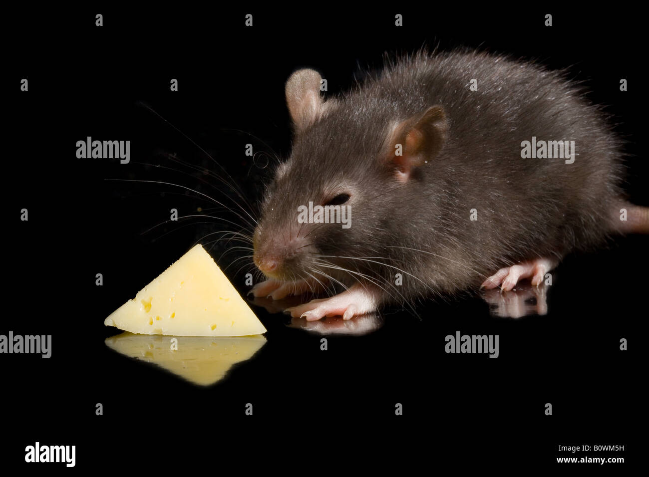 the rat with cheese on black background Stock Photo - Alamy
