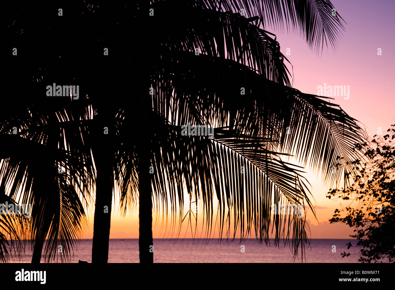 Palm Trees Silhouetted against the sunset in the Carribean island of Antigua Stock Photo