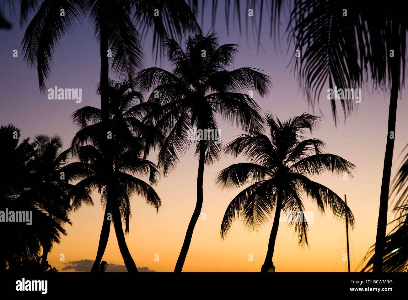 Palm Trees Silhouetted against the sunset in the Carribean island of ...