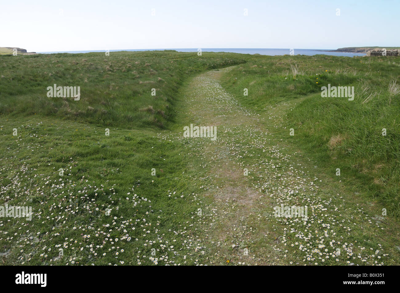 Scentless mayweed grows at Skara Brae a 5,000-year-old settlement on mainland Orkney next to the Bay of Skaill. Stock Photo
