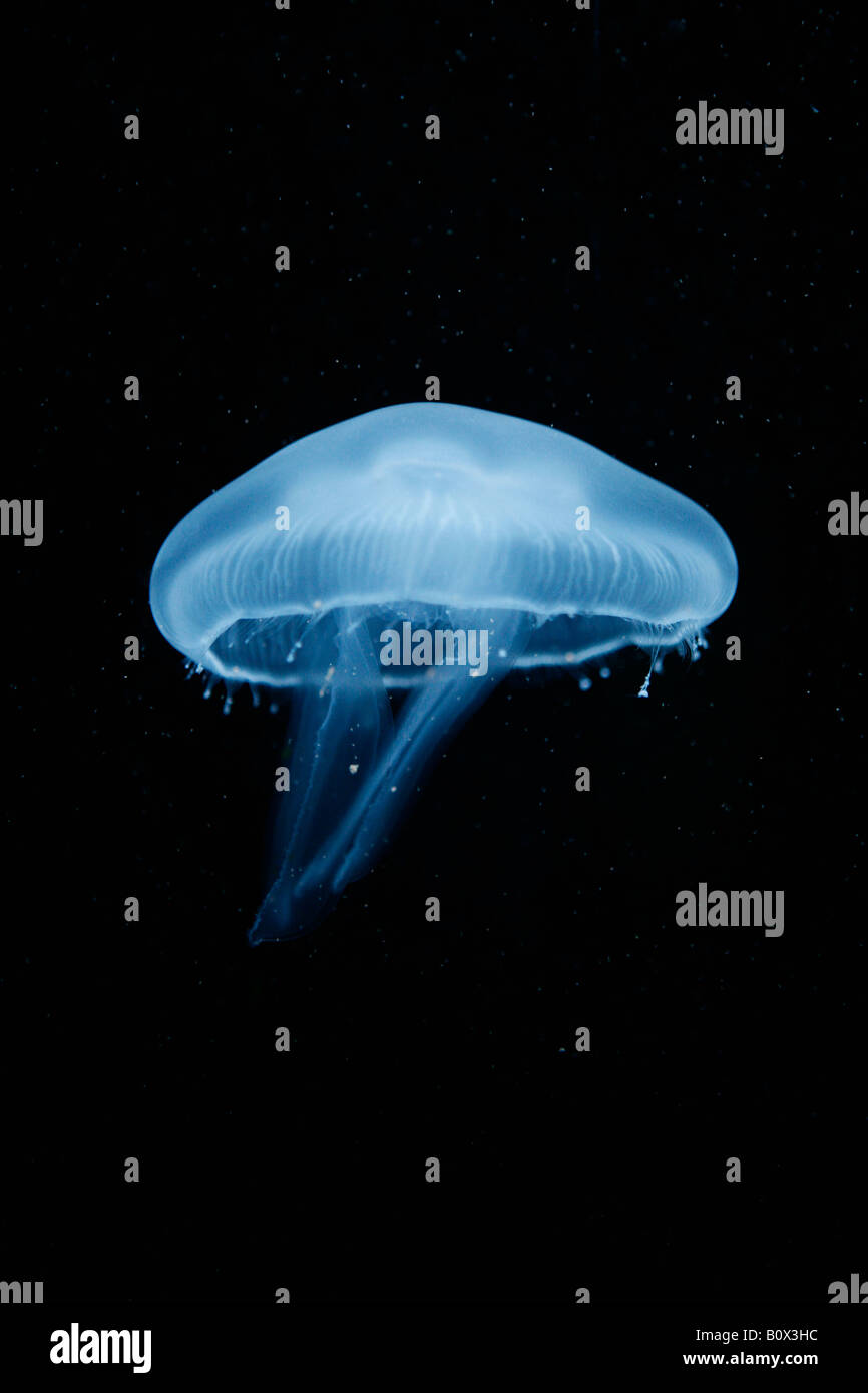 A moon jellyfish (Aurelia Aurita) Berlin, Germany Stock Photo