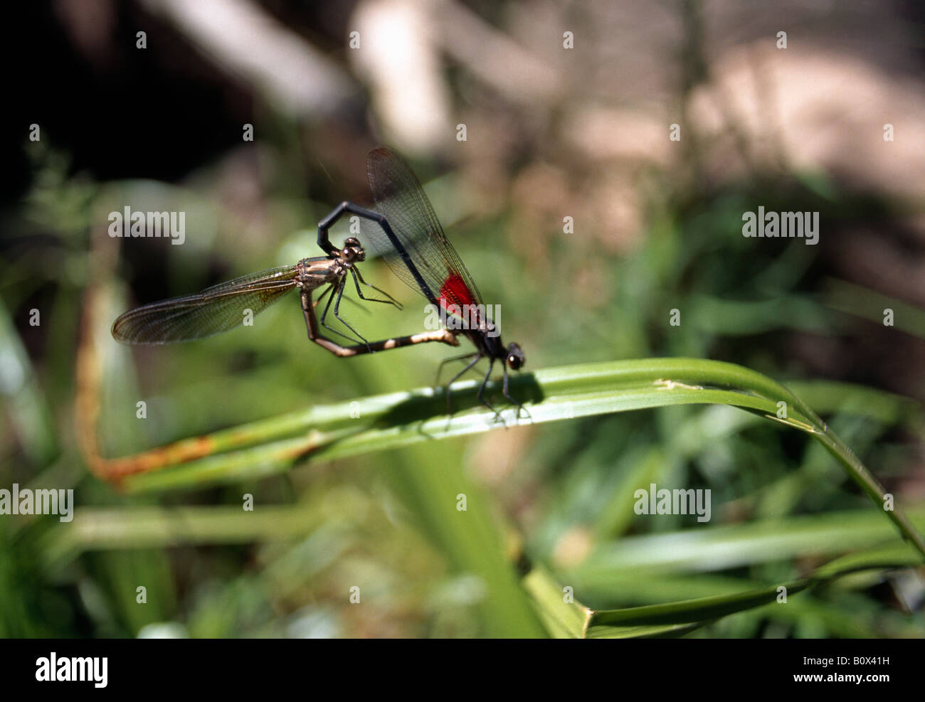 Two Damselflies mating, Zion National Park, Utah, USA Stock Photo - Alamy