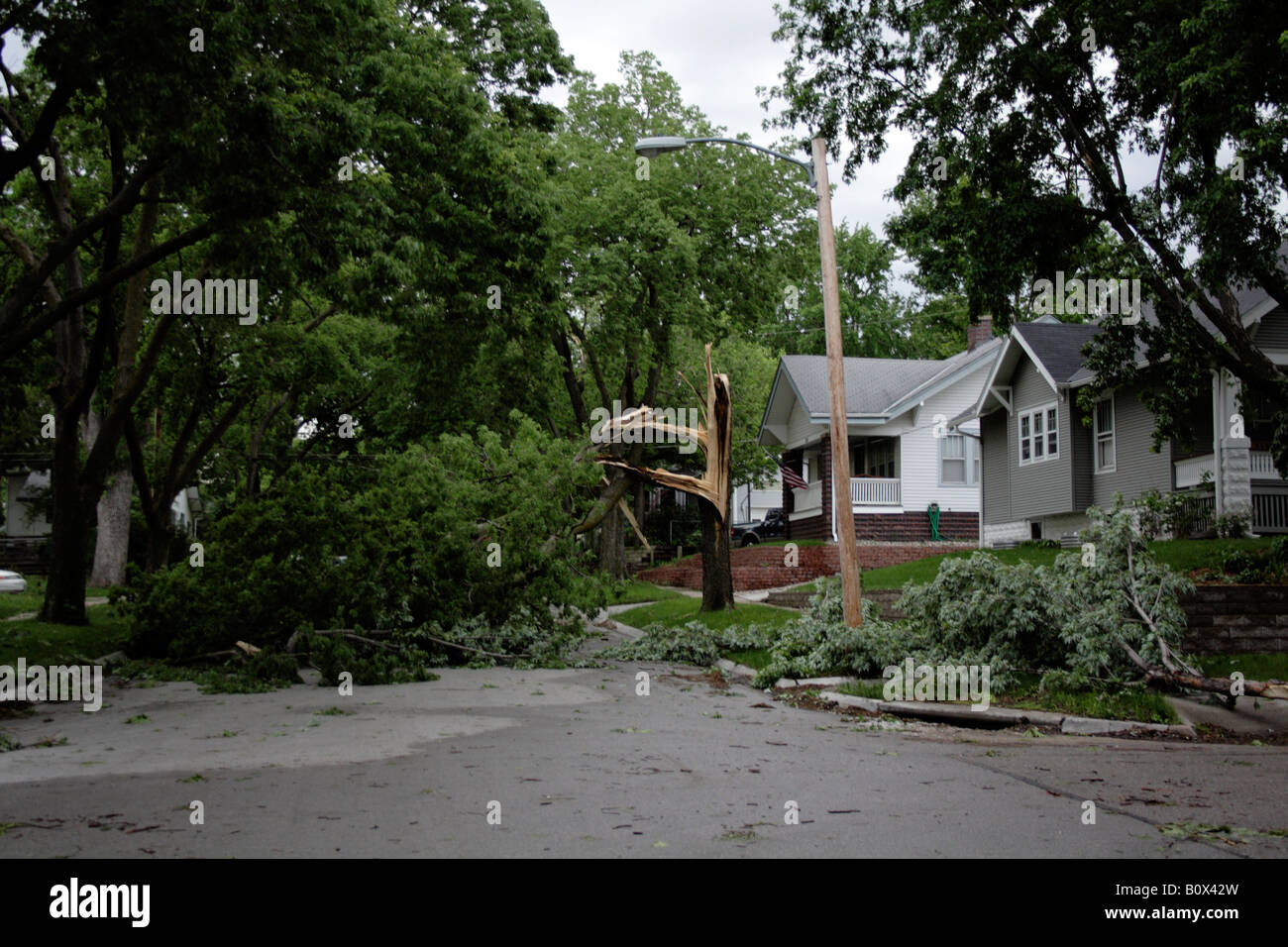 Downed tree blocking a street Stock Photo - Alamy