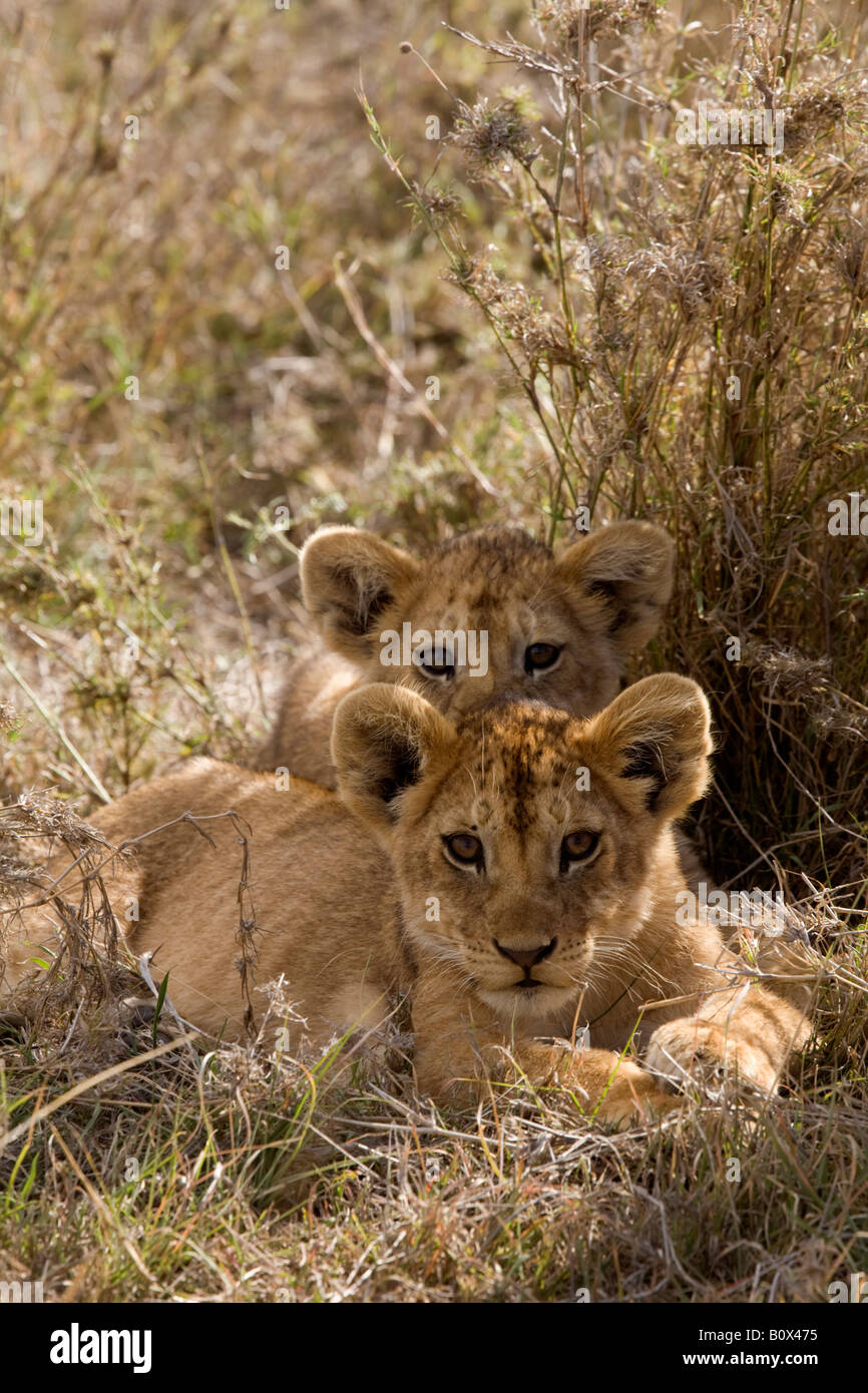 Two lion cubs lying down Stock Photo