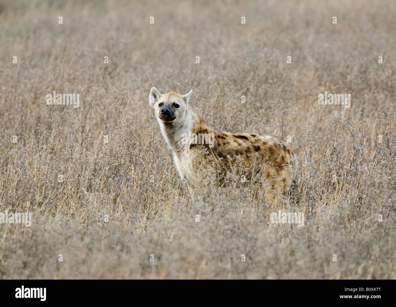 A spotted hyena Stock Photo