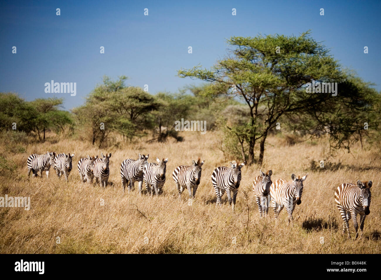 Migrating zebra, Tanzania Stock Photo