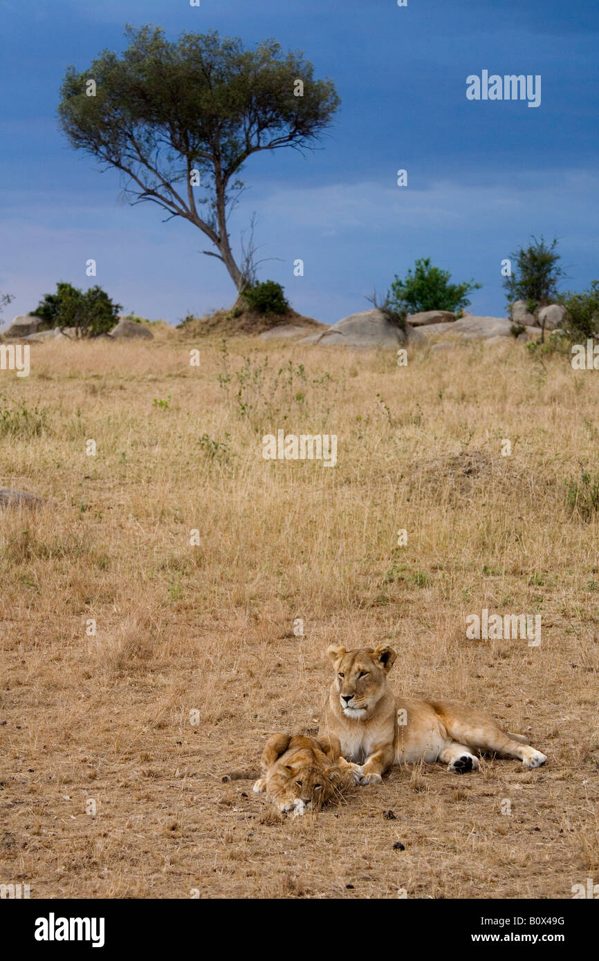 A lioness lying down with her cub Stock Photo
