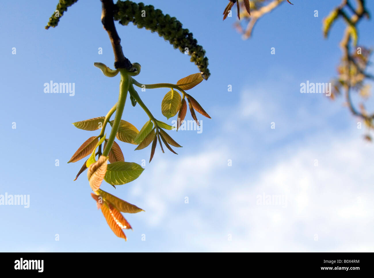 Spring nut tree leaves agains the blue sky. Stock Photo