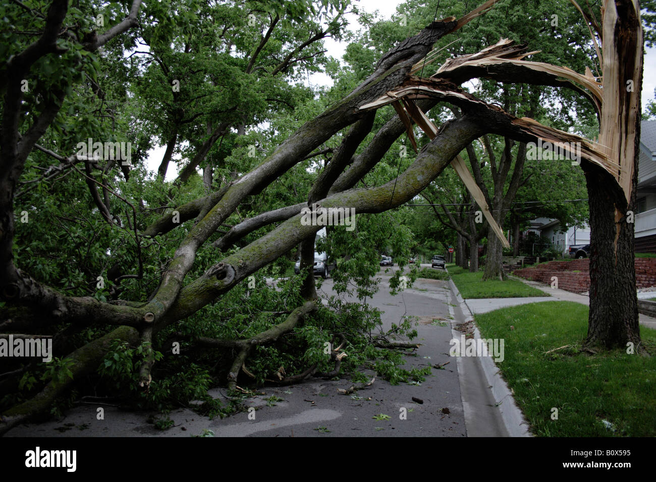 A fallen tree split down the trunk, electric wire trapped under the branches, blocking a residential street. Stock Photo