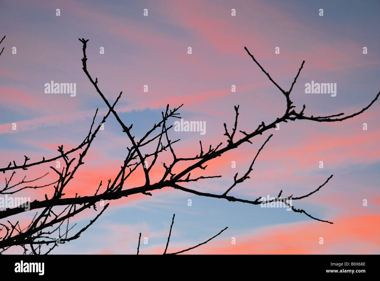 Silhouette of the branches of a tree in an sunset sky Stock Photo - Alamy