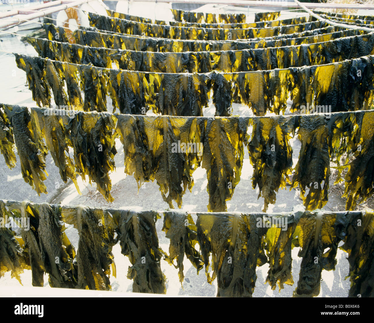 Seaweed drying on rack Stock Photo Alamy