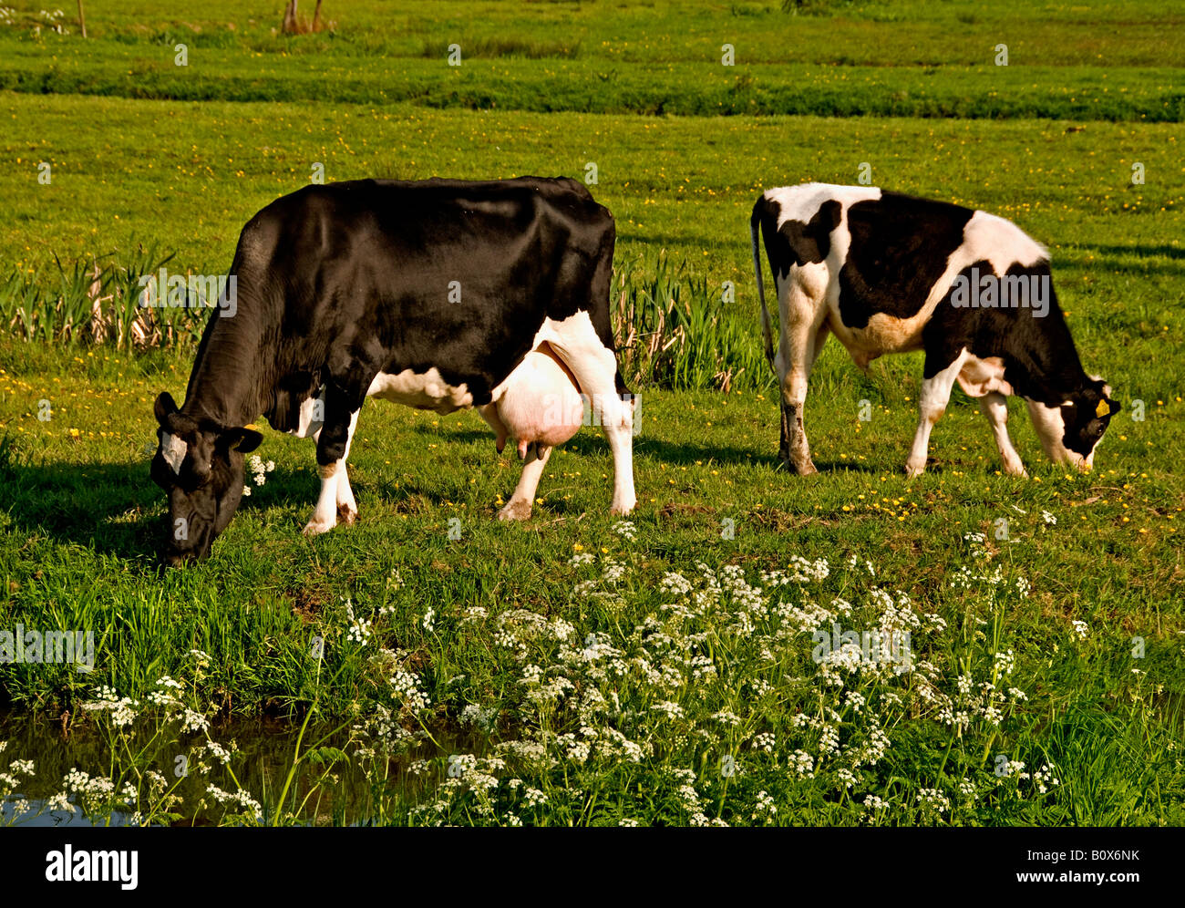 North South Holland Cow Netherlands dutch farming farmer agriculture Stock Photo