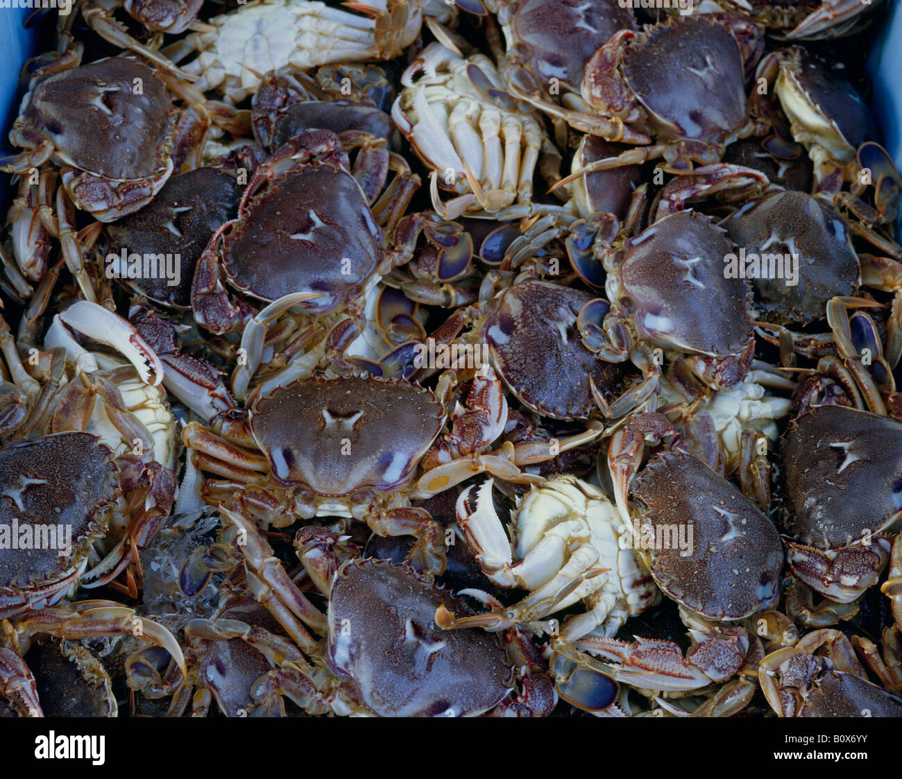 Blue crabs Stock Photo