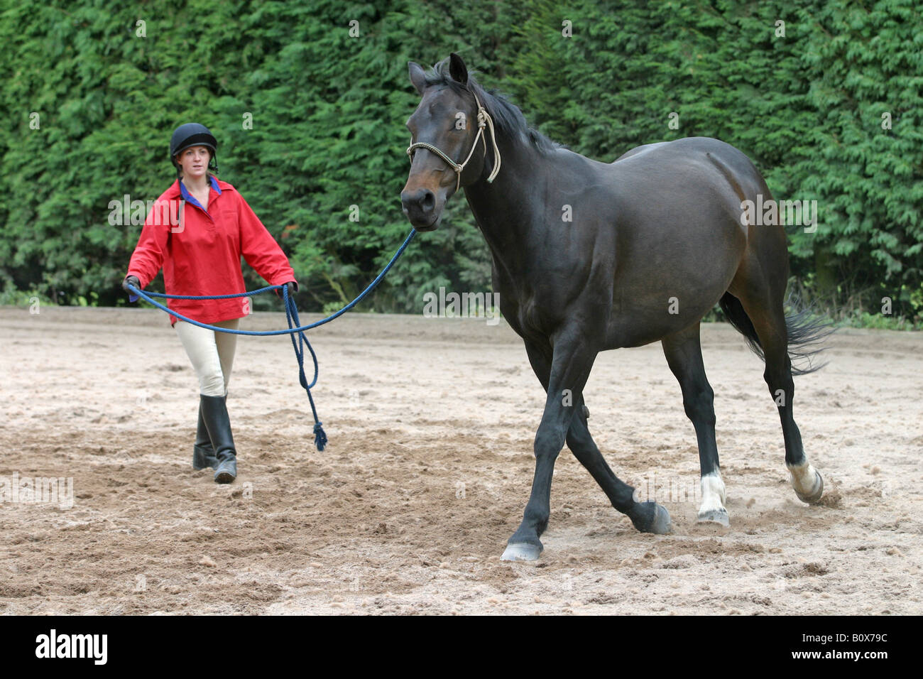 Lunging the adult rider book Lunging the adult rider book ready