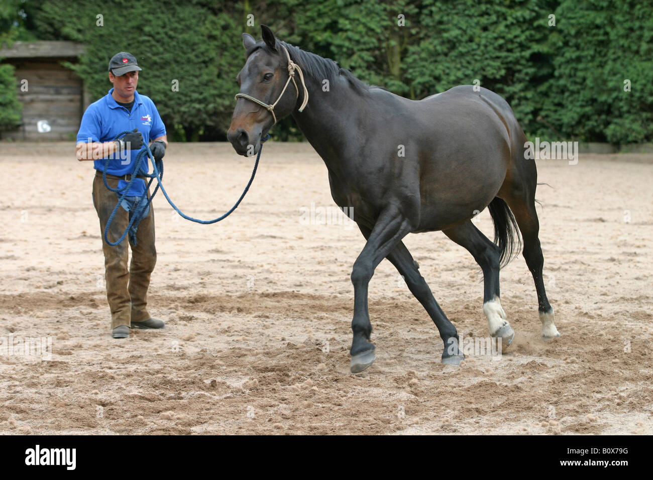 Lunge lesson horse hires stock photography and images Alamy