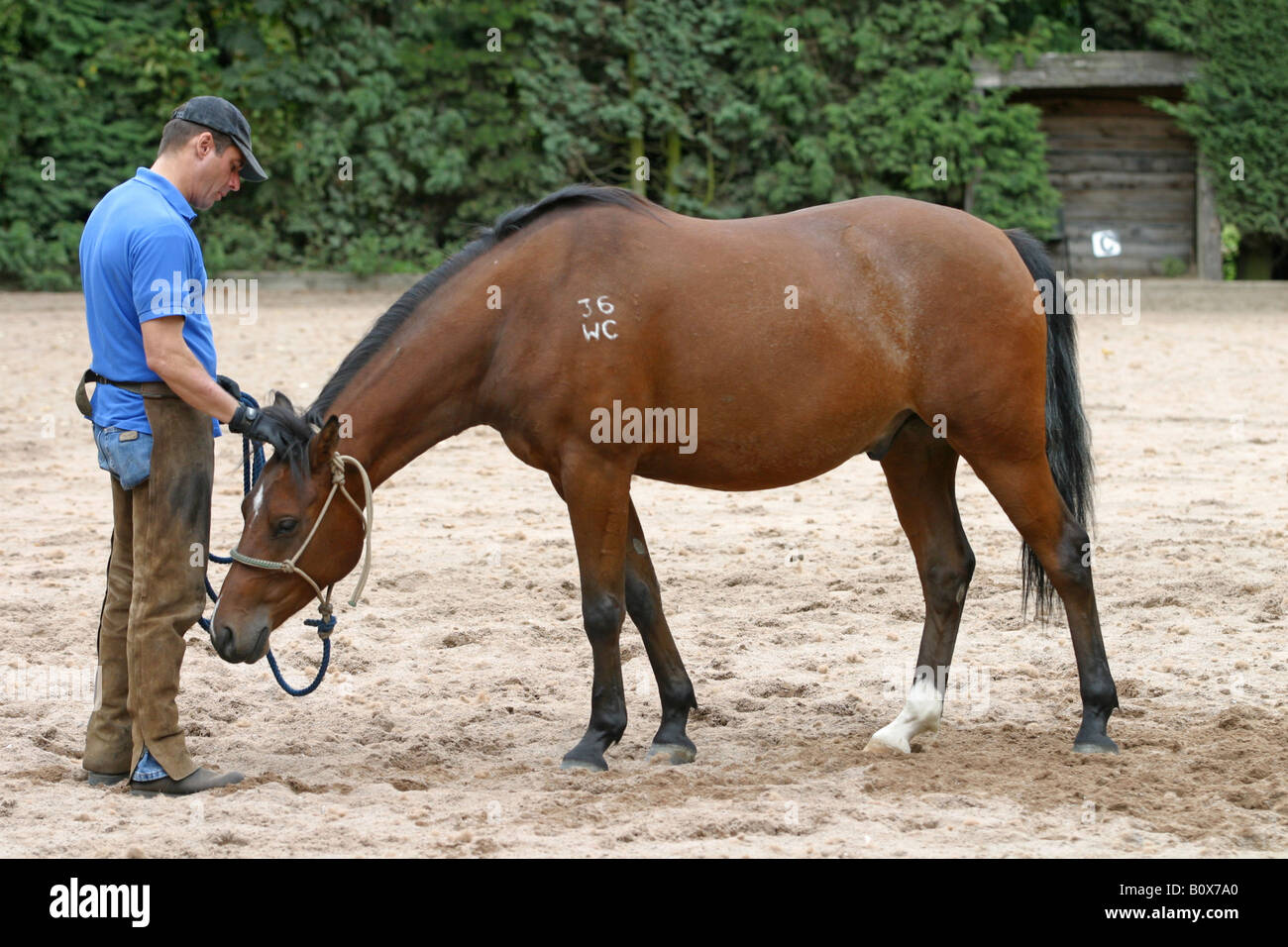 Speaking, Lunging the adult rider book are Lunging the adult rider book valuable