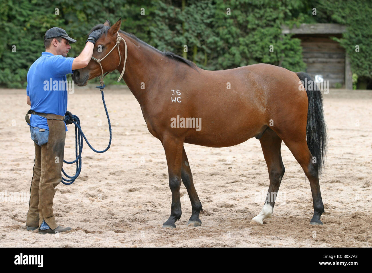 Lunge lesson horse hires stock photography and images Alamy