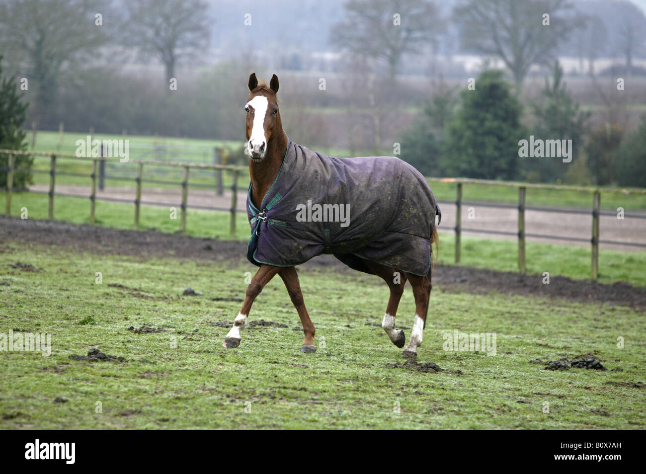 A Horse wearing a rug in a field Stock Photo Alamy