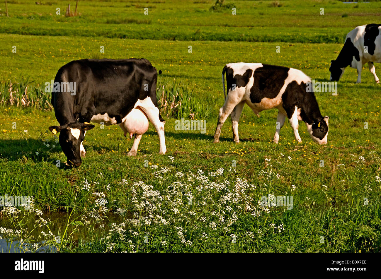 North South Holland Cow Netherlands dutch farming farmer agriculture Stock Photo