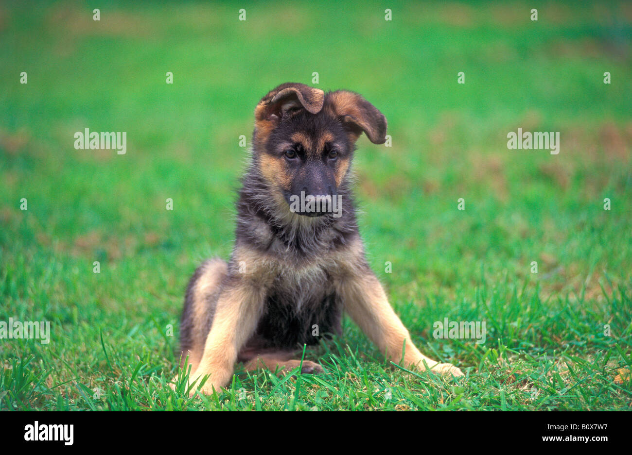 German Shepherd Dog Alsatian Canis lupus familiaris puppy Stock Photo