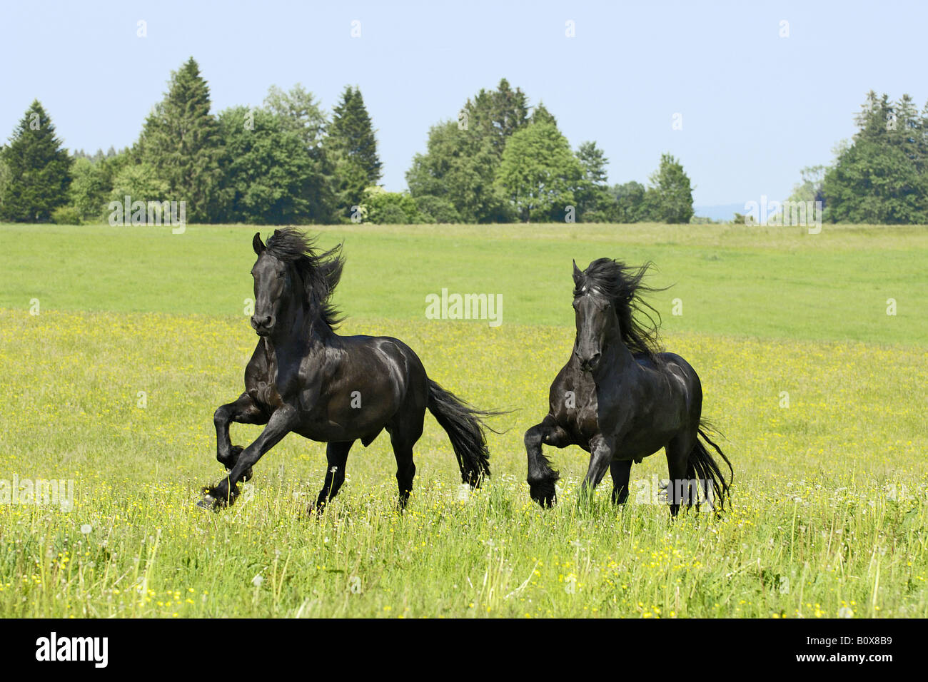 Two Friesian horses - galloping on meadow Stock Photo
