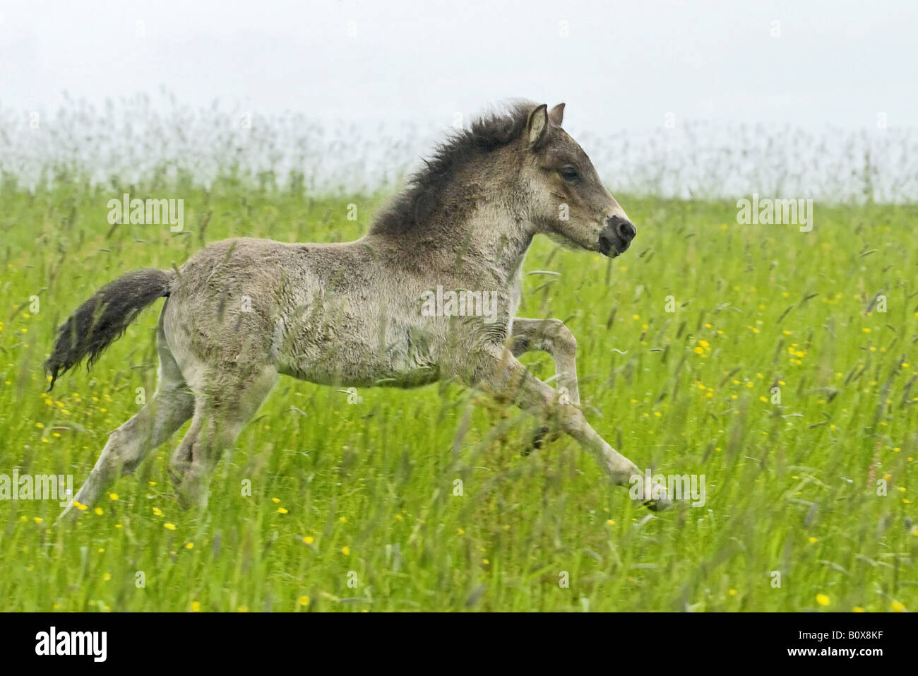 Icelandic horse foal - galloping on meadow Stock Photo