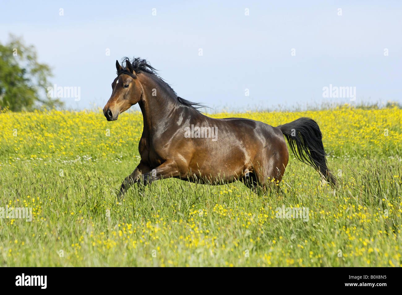 Trakehner mare - galopping on meadow Stock Photo