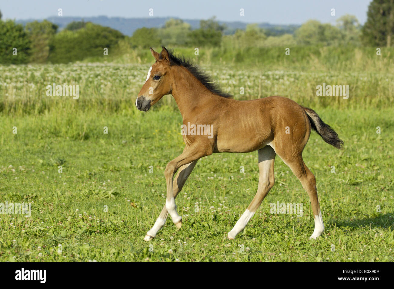 Paso Fino horse foal - galloping on meadow Stock Photo