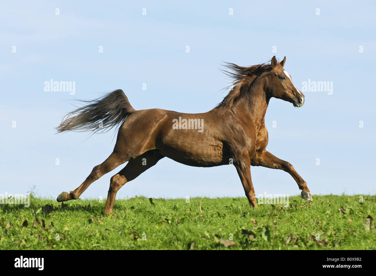 Arabian horse - galloping on meadow Stock Photo