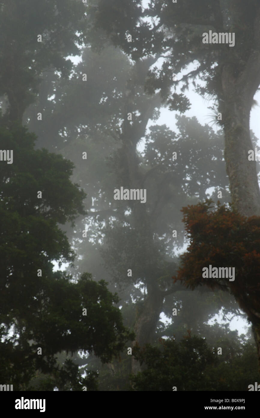 clouded forest bromeliacee epiphitic plants Cerro de la Muerte Costarica rain forest foresta pluviale tropicale foresta montana Stock Photo