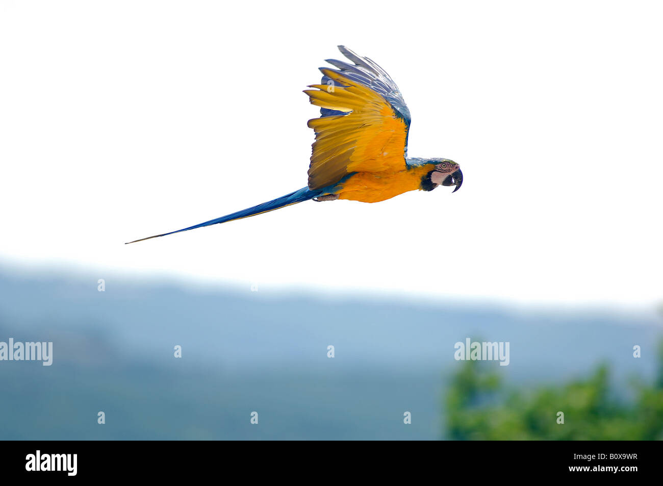 Blue and Yellow Macaw, Blue and gold Macaw (Ara ararauna) in flight Stock Photo
