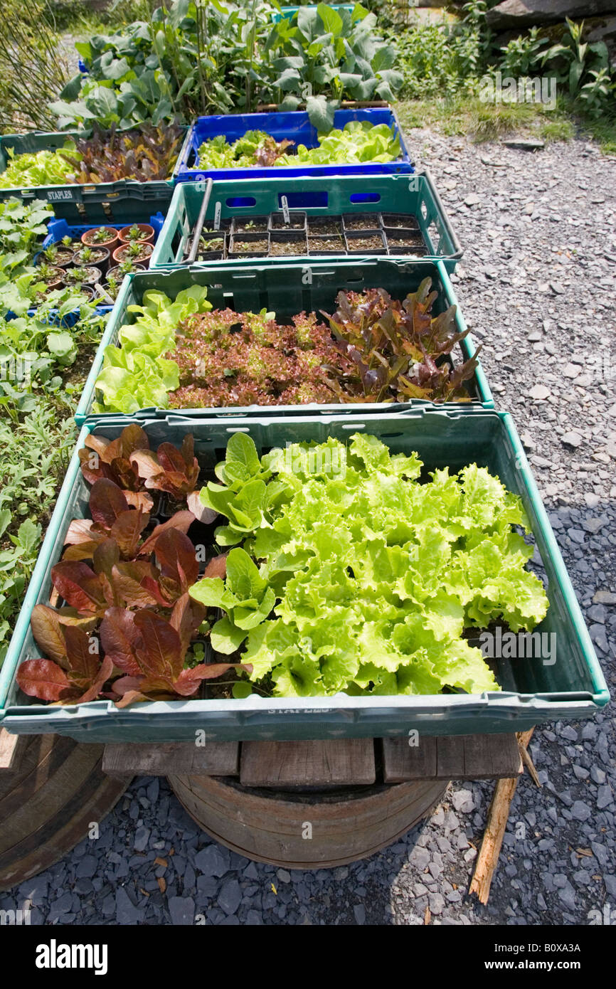 Lettuce pots trays hires stock photography and images Alamy