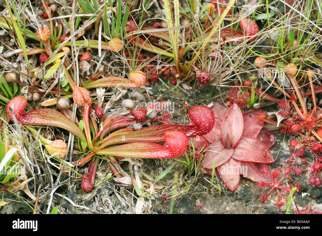 Various Carnivorous Plants, Parrot Pitcher Plant, Red Butterwort, and Sundews Florida USA Stock Photo