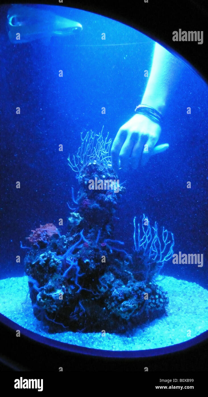 hand of a diver cleaning the corals in the sea water basin with toothbrush Stock Photo