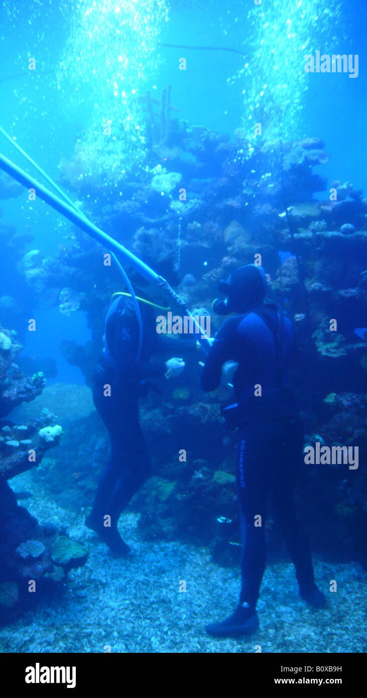 divers cleaning sea water basin Stock Photo