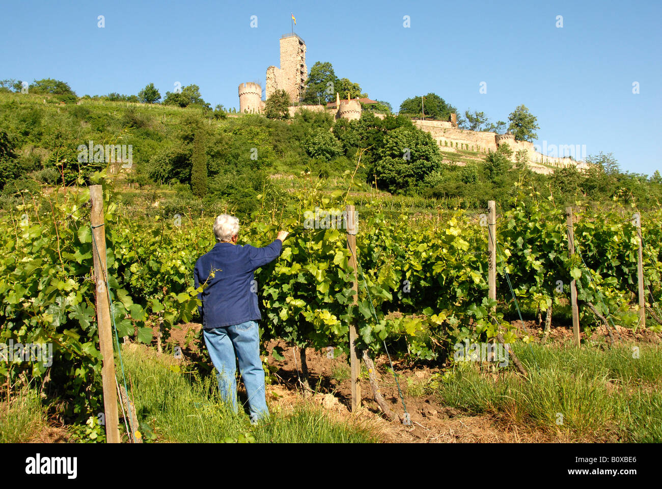 Wachtenburg, female vine dresser working in a vineyard, Germany, RhinelandPalatinate