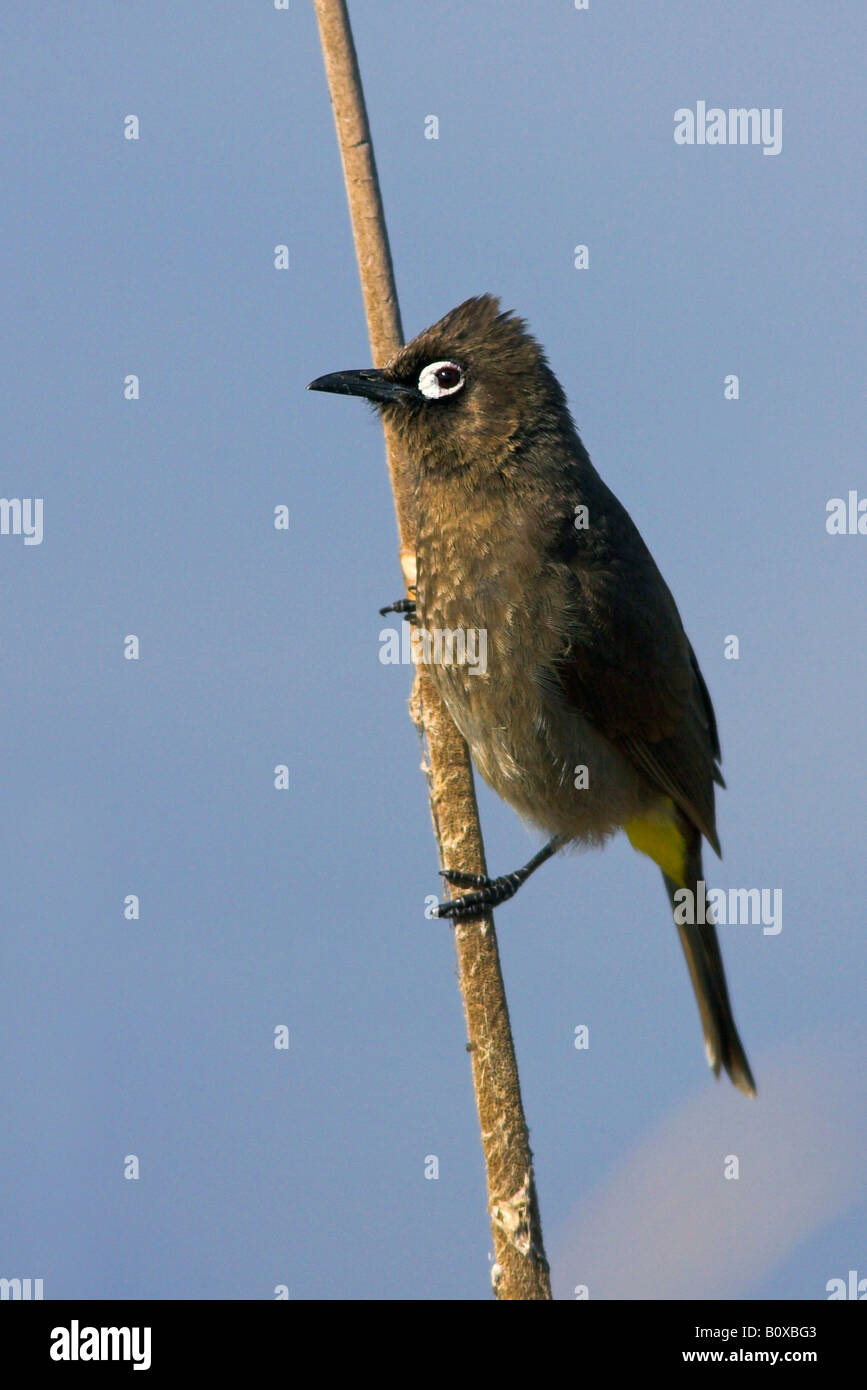 Cape bulbul (Pycnonotus capensis), sitting on reed, South Africa, Cape Province Stock Photo