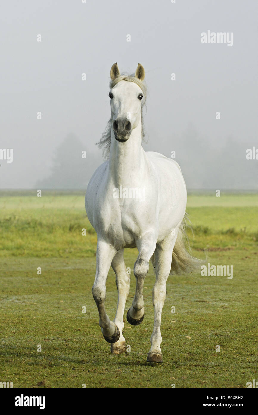 Andalusian horse - galloping on meadow Stock Photo