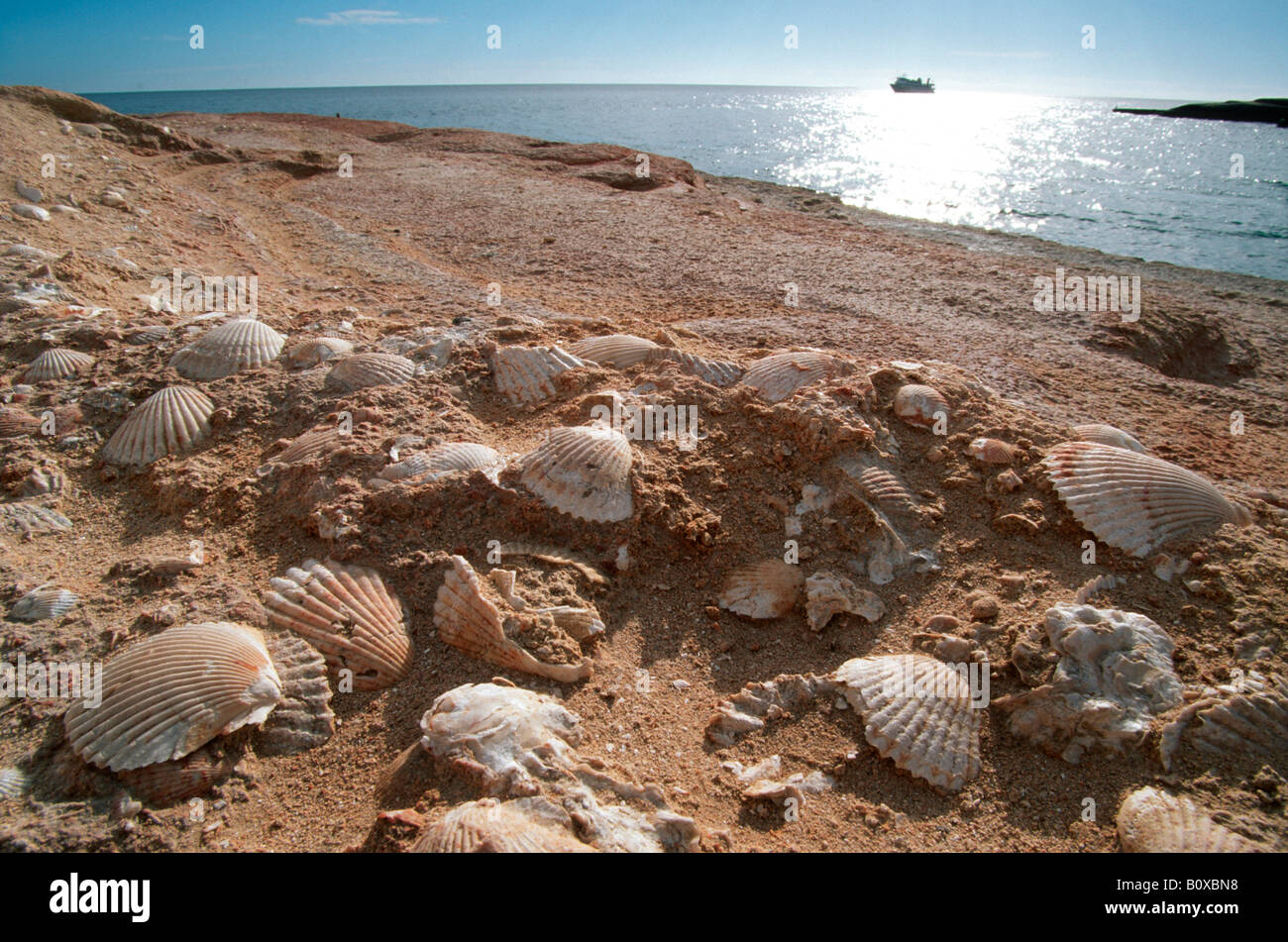 cockles (cockle shells) (Cardiidae), cockles in sedimentary rock at Punta Colorada, Mexico, Baja California, Isla San Jose Stock Photo