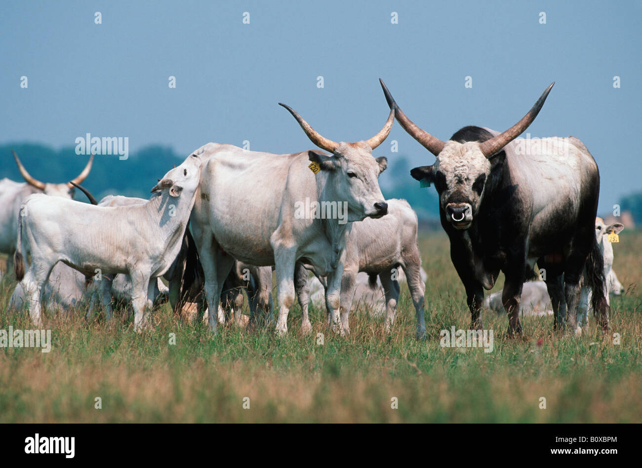 hungarian-steppe-cattle-hungarian-grey-cattle-hungarian-podolian