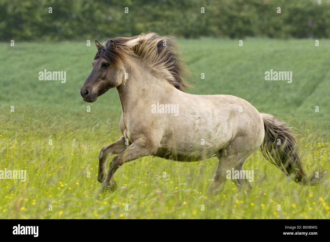 Icelandic horse - galloping on meadow Stock Photo